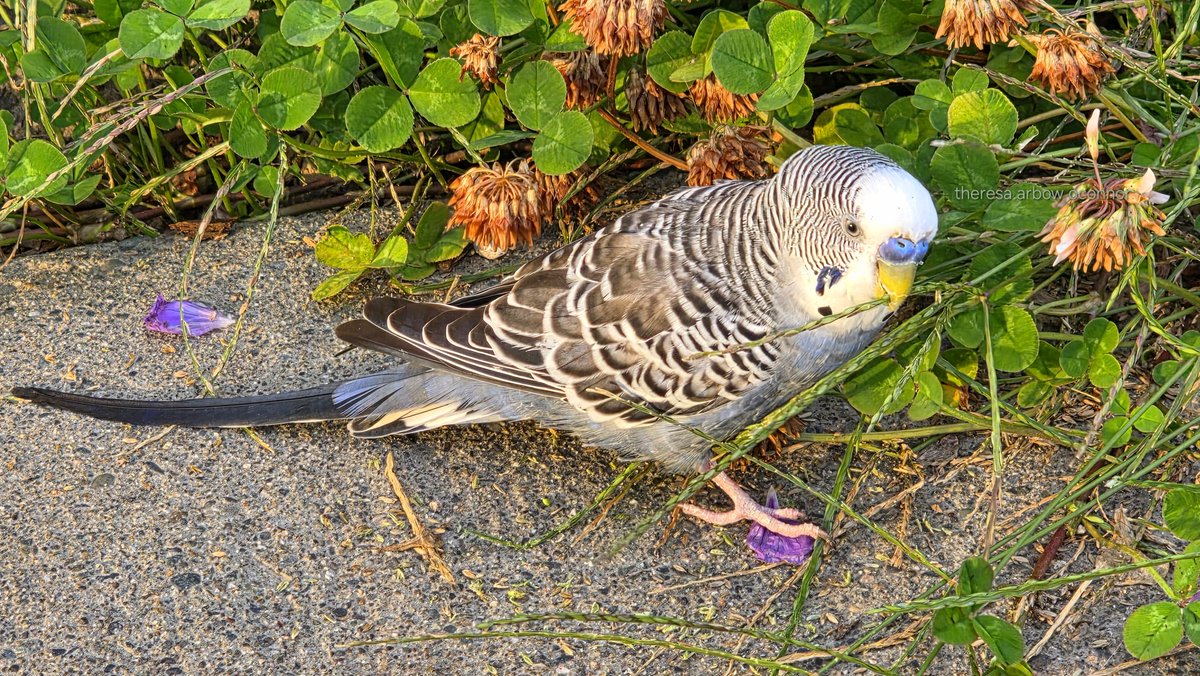 Theresa Arbow-O'Connor tweet media