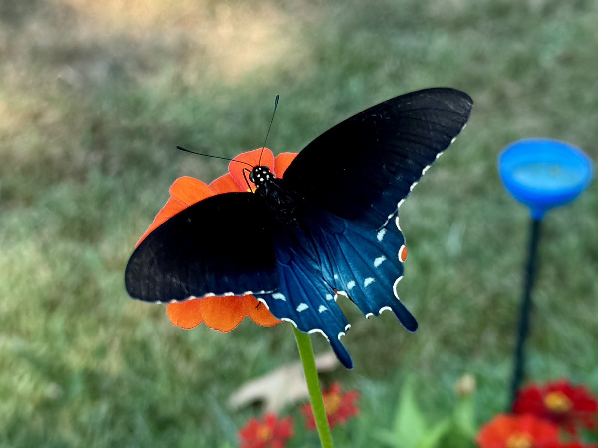 #BlueMonday  Swallowtail