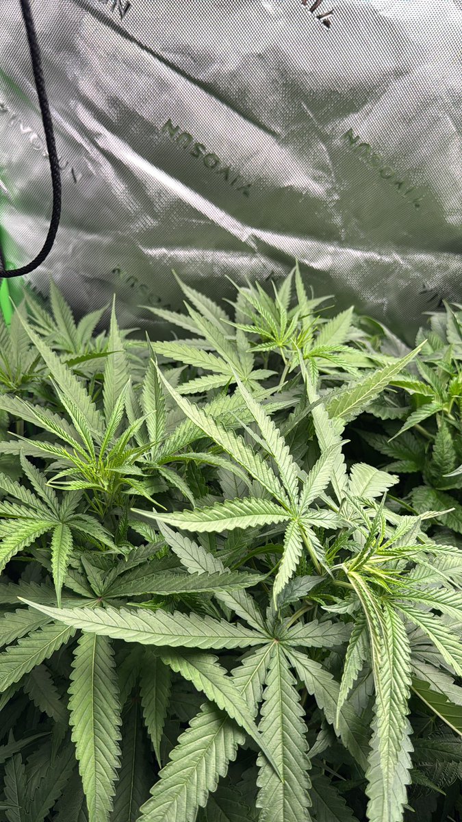 Da_Rogue_Farmer (@kingzoor25) on Twitter photo Happy Monday everyone - here are the ladies - 7 days into flowering transition. <a href="/BrothersGrimmOG/">BrothersGrimmSeeds</a> for these great genetics, that have filled every square inch of my <a href="/VIVOSUN/">Vivosun.official</a> tent and DWC system. These babies are on a 14/10 light cycle for one more week, to transition to flower. πΉ Happy Monday everyone - here are the ladies - 7 days into flowering transition. <a href="/BrothersGrimmOG/">BrothersGrimmSeeds</a> for these great genetics, that have filled every square inch of my <a href="/VIVOSUN/">Vivosun.official</a> tent and DWC system. These babies are on a 14/10 light cycle for one more week, to transition to flower. πΉ