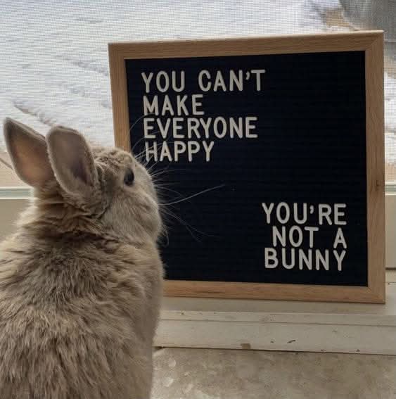 Rabbit Lovers Community USA (@rabbitloversusa) on Twitter photo 
