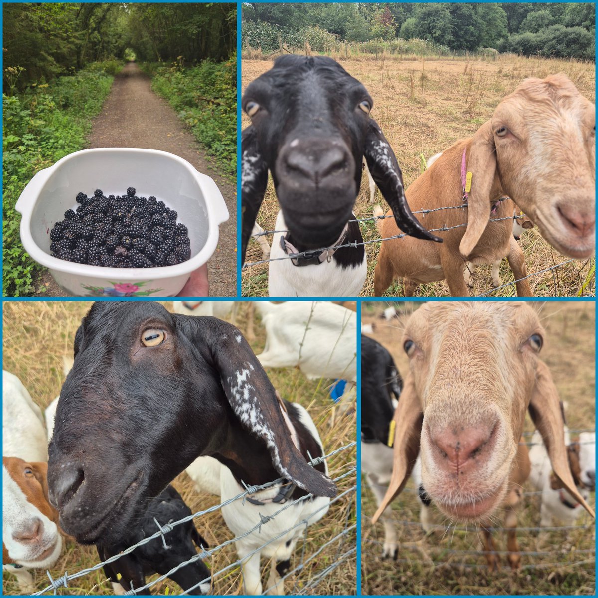 There is something wholesome about blackberry picking (and finding some goats along the way!)