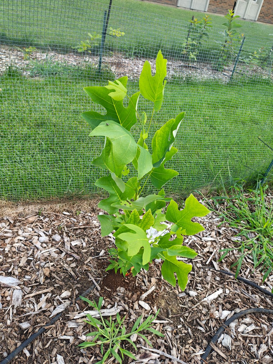 Growth is happening all around us! Our saplings in the tree nursery are thriving. Each tree represents a promise for the future—cleaner air, shade for generations of Cardinals, and a greener campus. 

We can’t wait to see these saplings grow into the next chapter of our story.