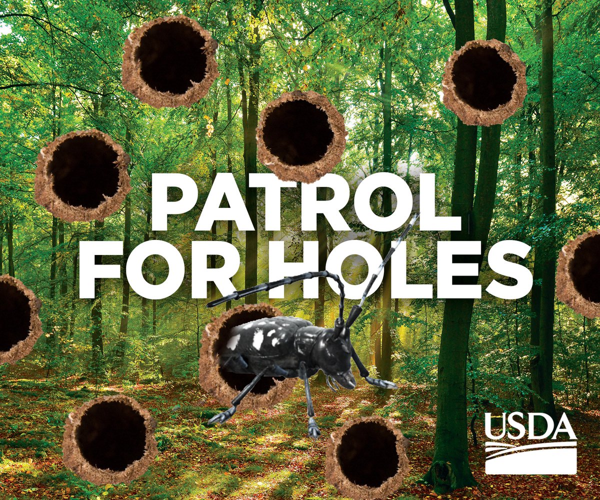 ALB Eradication tweet media