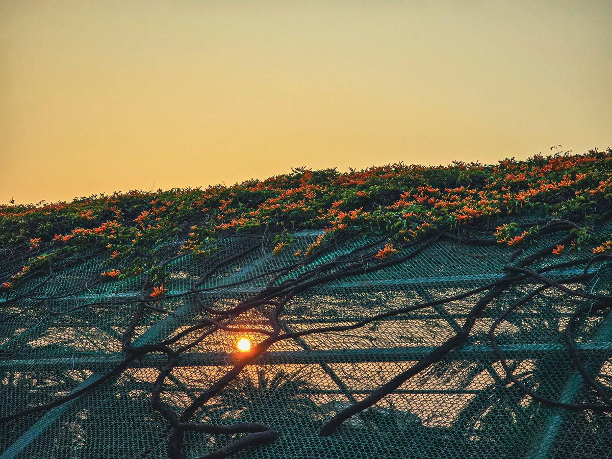 FrozenInTime24's tweet image. Post or quote  your orange  photos.