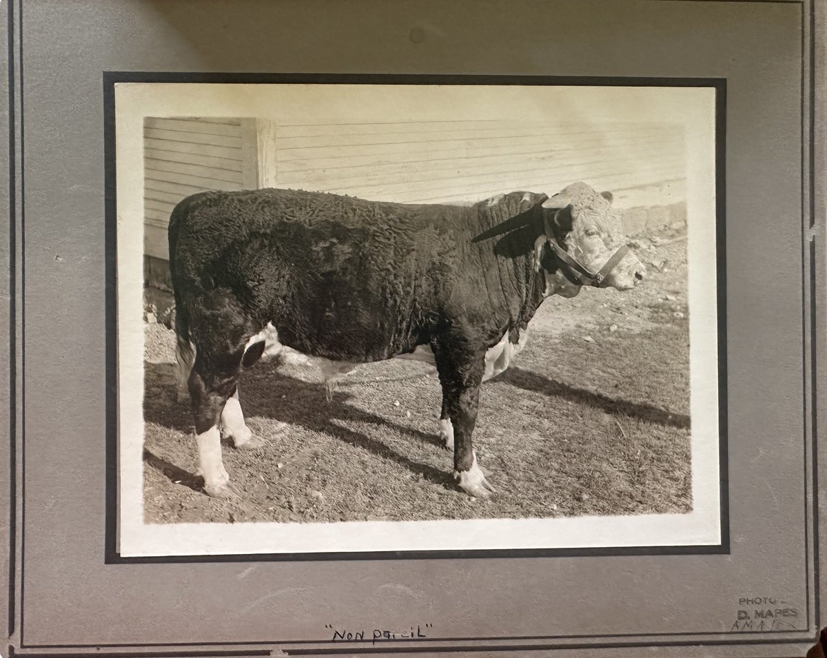 Chicago, 1900 — One carload. One brand.
Herefords bred on the XIT Ranch, fed by Jno. F. Keister, rolled into the International Livestock Exposition and walked out with:

🥇 First Prize Carload
🥈 Reserve Champion

From the Panhandle to the prize ring.
