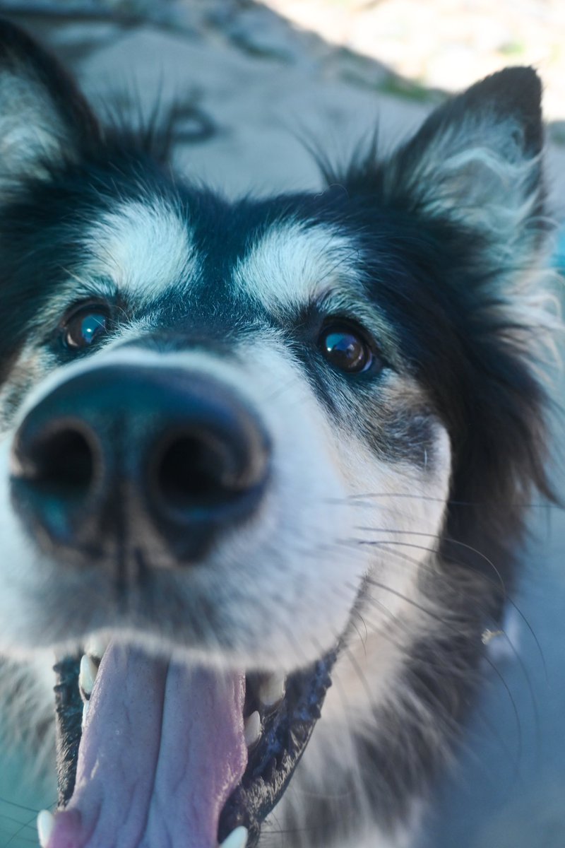 🐾 Meet Marvin! 🐾

This 6-year-old Siberian Husky is all about people, cuddles, and treats! With his sweet nature, mythical good looks, and adoption fee waived, Marvin is ready to be your new best friend. 💙

📍 3839 Bradshaw Rd
ID: A896865