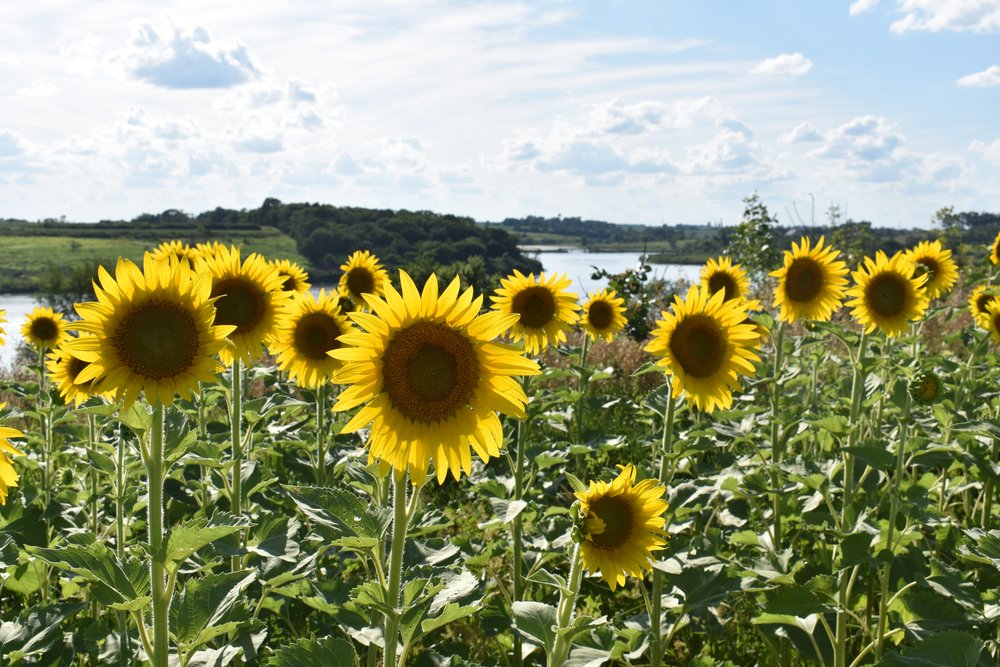 Auction activity is picking up with two sales in Plymouth County - $20,400/acre and $20,100/acre. The USDA August report shocked the corn market with record yield. bit.ly/45lSqHZ  #IowaLandAuctionPrices