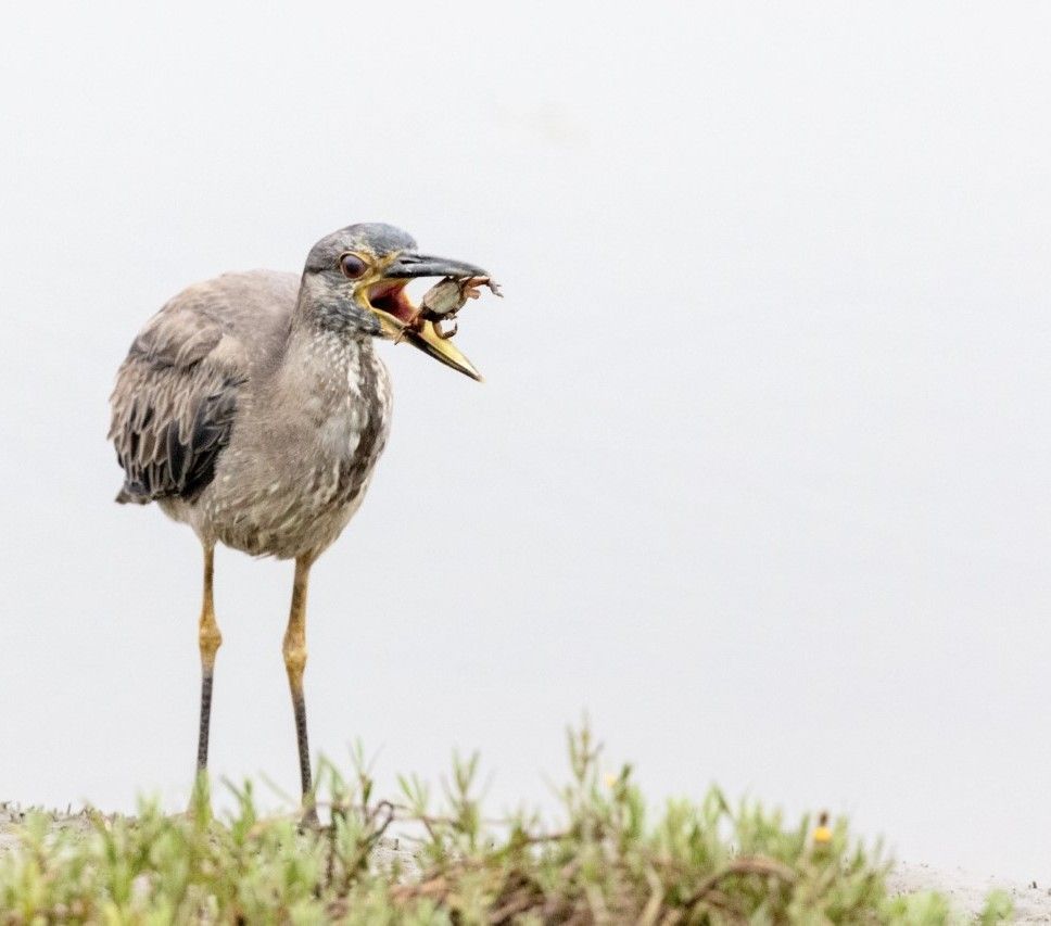 sdrvc's tweet image. Night heron. Photo: Hanna Zhao

#SDRVC #SDRP #SanDieguitoRiverPark #SanDiego #SanDiegoCounty #SoCal #California #birds #birdwatching #BernardoBay #LakeHodges #Escondido #RanchoBernardo #birdstagram #birdsofinstagram #birdlovers #wildlife #audubon #exploremore #nature #optoutside