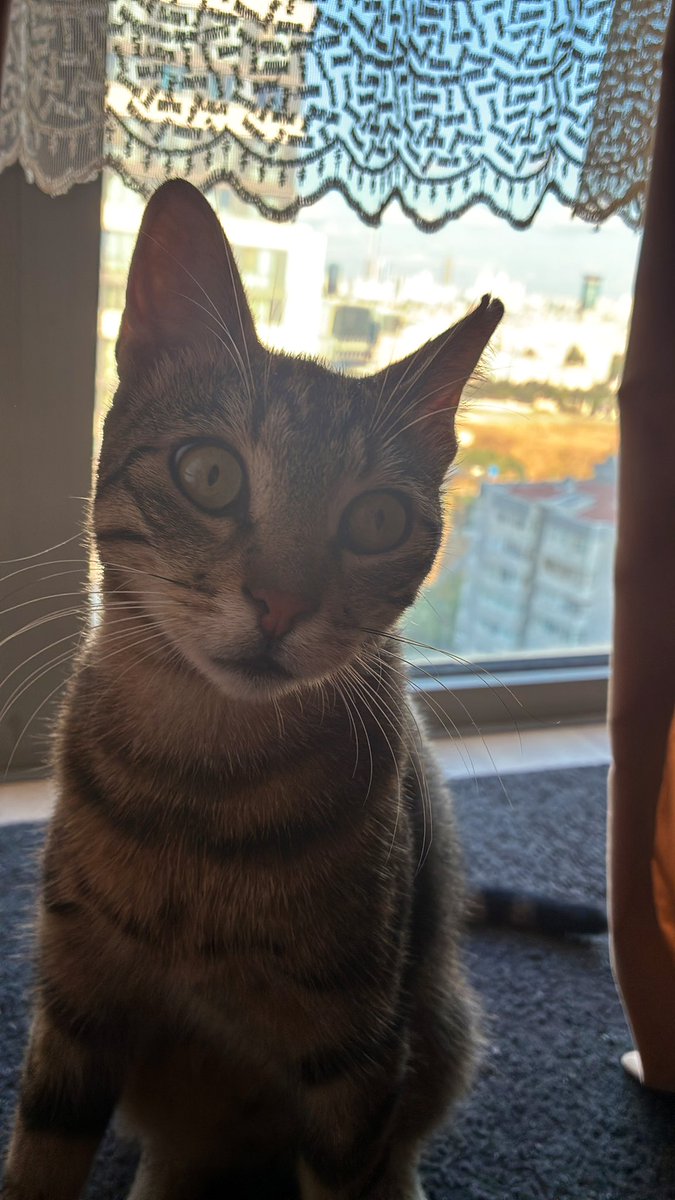 Sevgili dostum Şako.