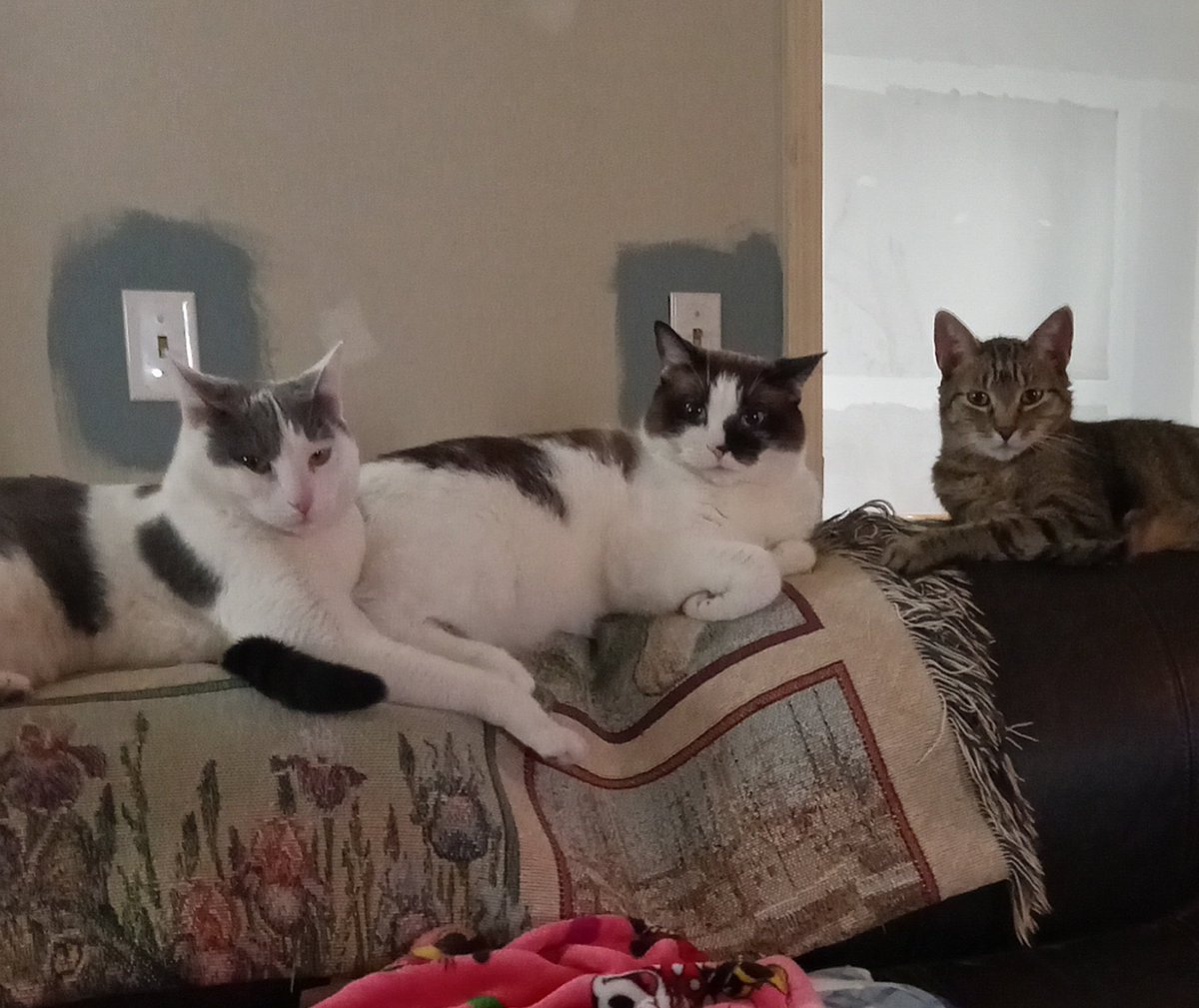 Happy #kittyloafmonday  evewypaw. We are jus relacksing on dis Monday. Itz still reely hot heer. We hope yoo all are cool and haffs a pawtastic day. We luv yoo all gazillions ❤️❤️ Pleese let's be kind to evewypawdy. #CatsOfX #TabbyTroop #Snowshoe #BeKindAlways