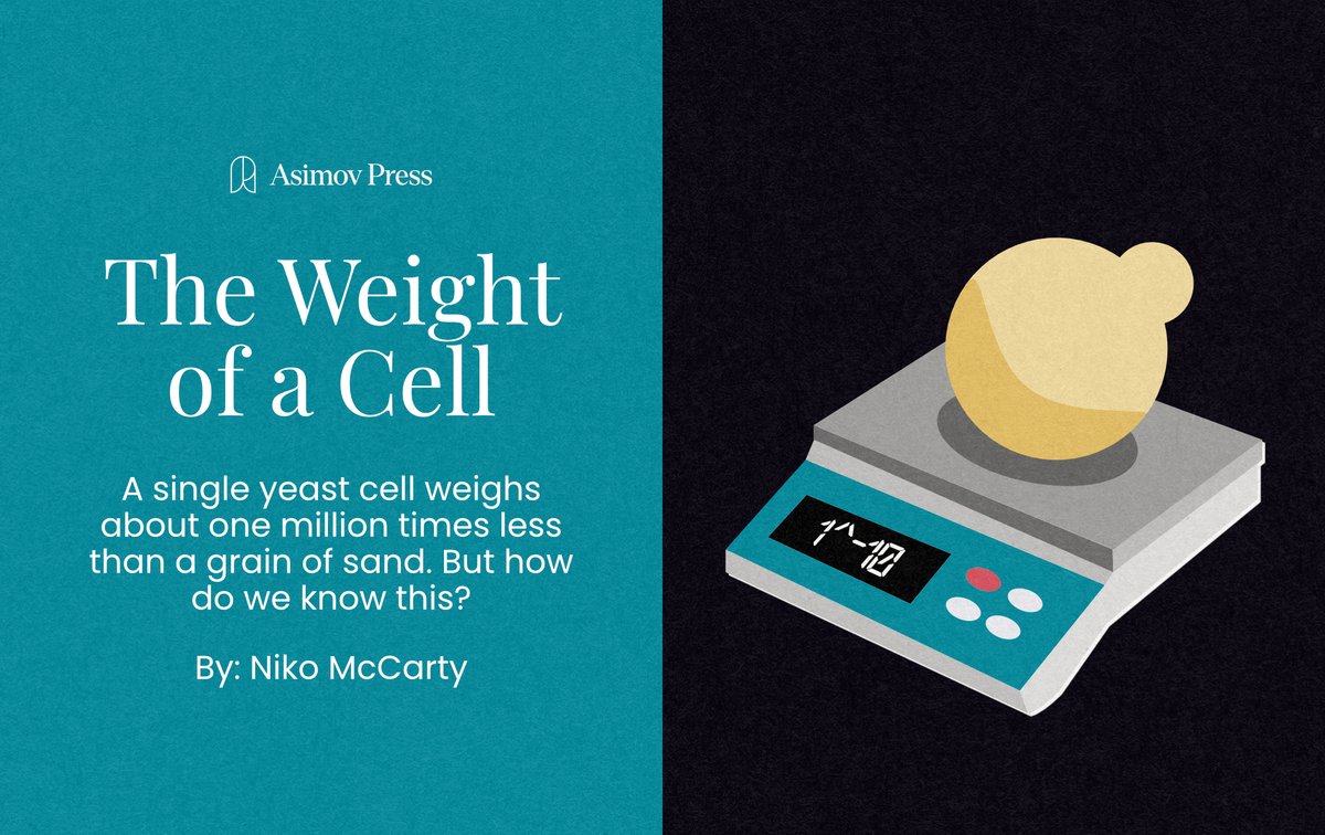 Niko McCarty 🧫 (@nikomccarty) on Twitter photo A single E. coli weighs about one picogram, or 60 million times less than a grain of sand.
How do we know that?
For my latest <a href="/AsimovPress/">Asimov Press</a> essay, I explain how scientists weigh cells. In one case, in the 1950s, they did it using little more than sugar water and a microscope. A single E. coli weighs about one picogram, or 60 million times less than a grain of sand.
How do we know that?
For my latest <a href="/AsimovPress/">Asimov Press</a> essay, I explain how scientists weigh cells. In one case, in the 1950s, they did it using little more than sugar water and a microscope.