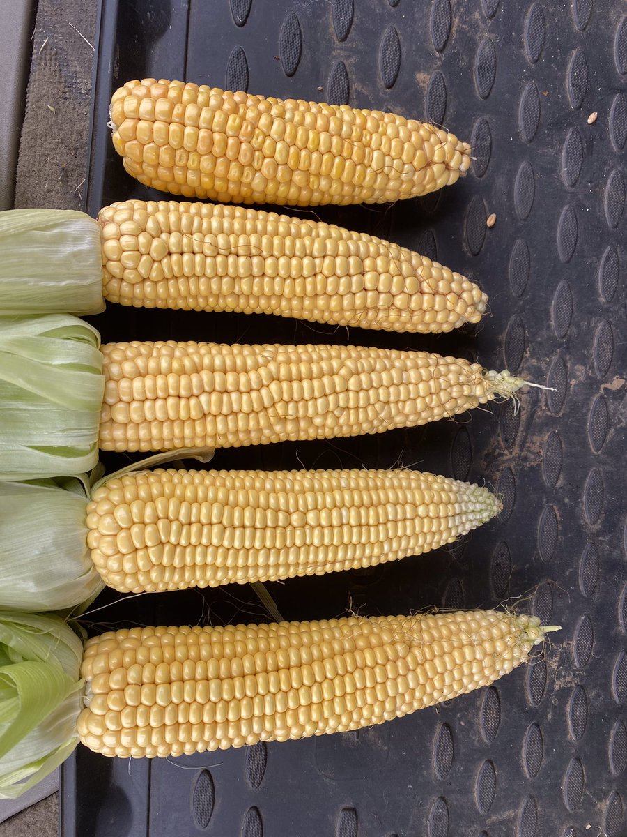 In a ‘normal year’ these range from a FAO 130 at top, a 200 mid and a 190 bottom. Not a lot in it this year though at my trial site near Sidmouth #Devon. Maize harvest has started on dry ground near Exeter, this is nearly 6 weeks earlier than last year. #Maize25