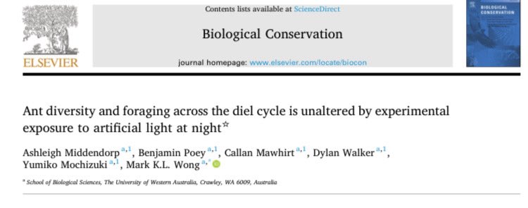 MarkKLWong's tweet photo. New paper in #BiologicalConservation: Artificial light at night has surprisingly limited effects on ant communities in a field experiment💡🐜 Research by fantastic students @BiolSci_UWA @uwanews I had the pleasure of supervising. https://t.co/TxJl7OJPHQ #ALAN #Ecology #Insects https://t.co/LMAoYKvDrv