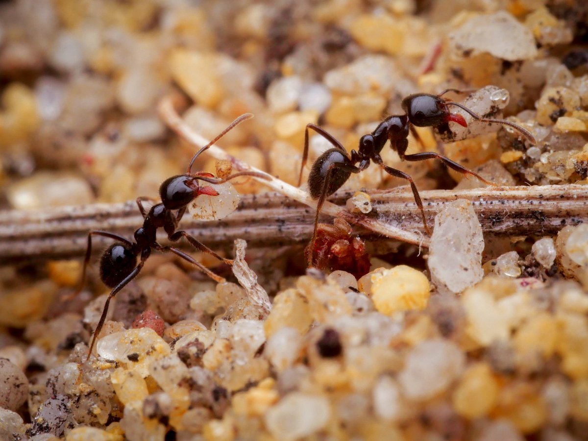MarkKLWong's tweet photo. New paper in #BiologicalConservation: Artificial light at night has surprisingly limited effects on ant communities in a field experiment💡🐜 Research by fantastic students @BiolSci_UWA @uwanews I had the pleasure of supervising. https://t.co/TxJl7OJPHQ #ALAN #Ecology #Insects https://t.co/LMAoYKvDrv