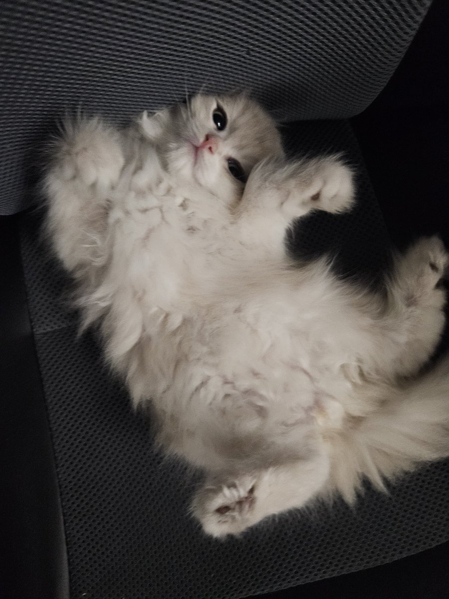 saintmorrigan's tweet image. флексит