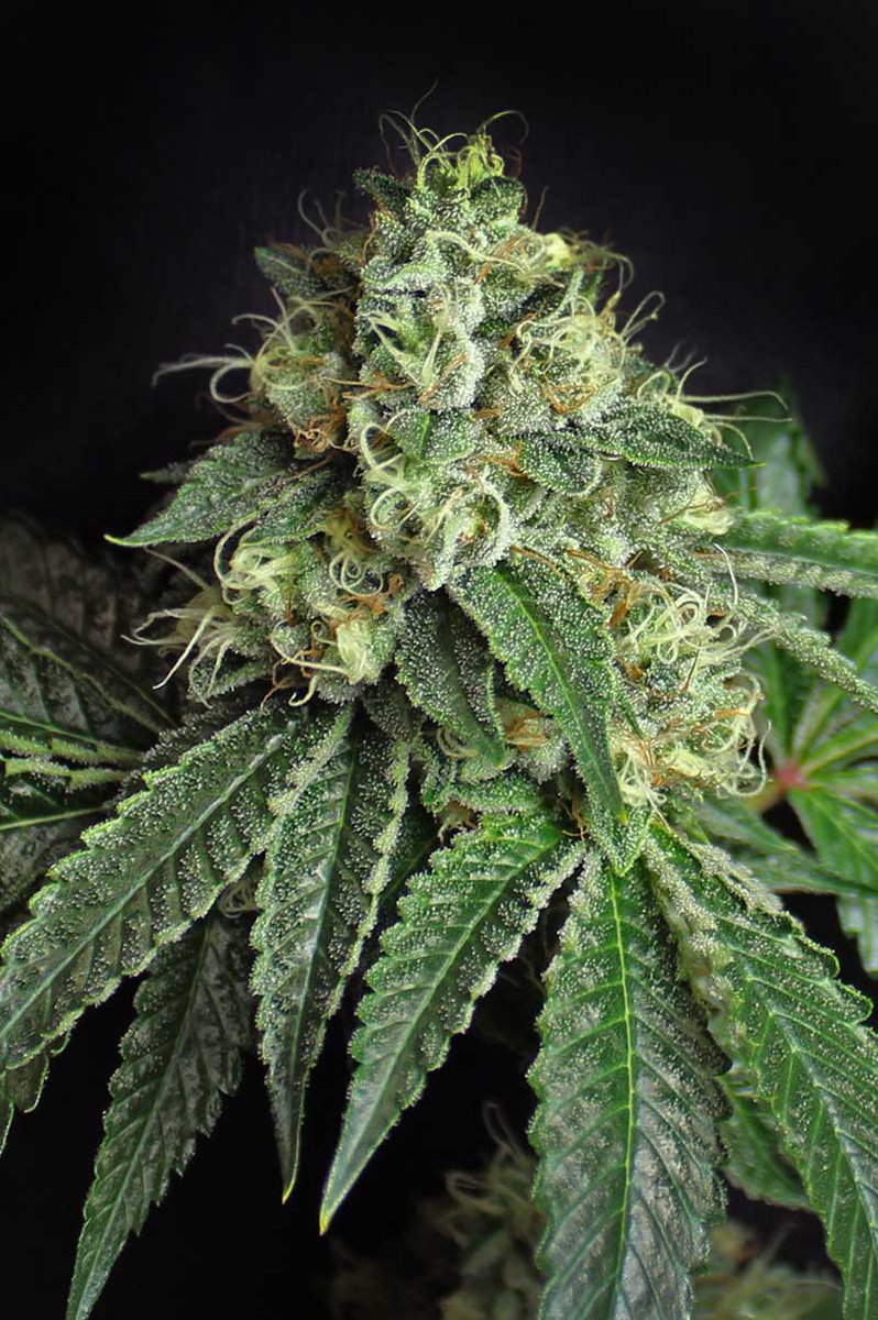 Subcool's The Dank (@subcoolseeds) on Twitter photo JESUS OG S1
Grows like a true Kush-minimal branching and longer internodes, so early topping and training are a must.
The payoff is a fast-hitting cerebral buzz that slides into full-body calm and quiet focus.
Available <a href="/BrothersGrimmOG/">BrothersGrimmSeeds</a> π«π±π JESUS OG S1
Grows like a true Kush-minimal branching and longer internodes, so early topping and training are a must.
The payoff is a fast-hitting cerebral buzz that slides into full-body calm and quiet focus.
Available <a href="/BrothersGrimmOG/">BrothersGrimmSeeds</a> π«π±π