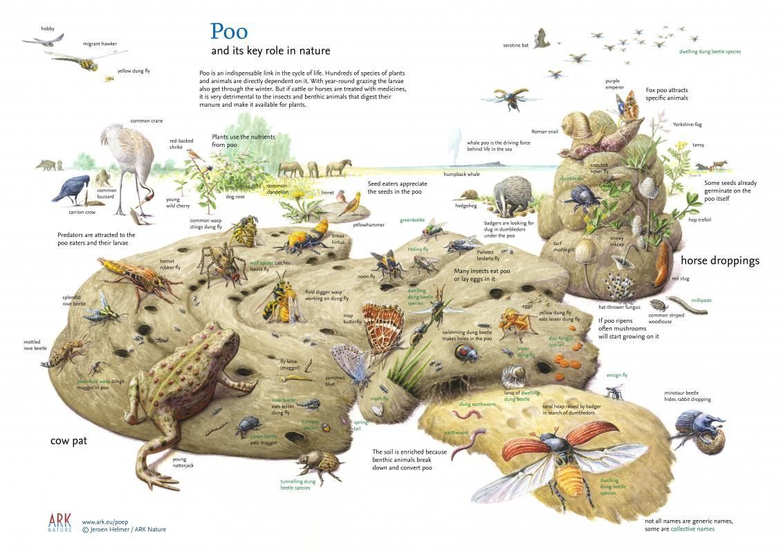 Secret is in the 💩!

Although it may seem incredible, Earth without poo would not be the same. Excrement, which serves as both a food source and shelter, is a key part of the cycle of life. Also, microorganisms and insects recycle it so that nutrients can return to the soil ♻️.
