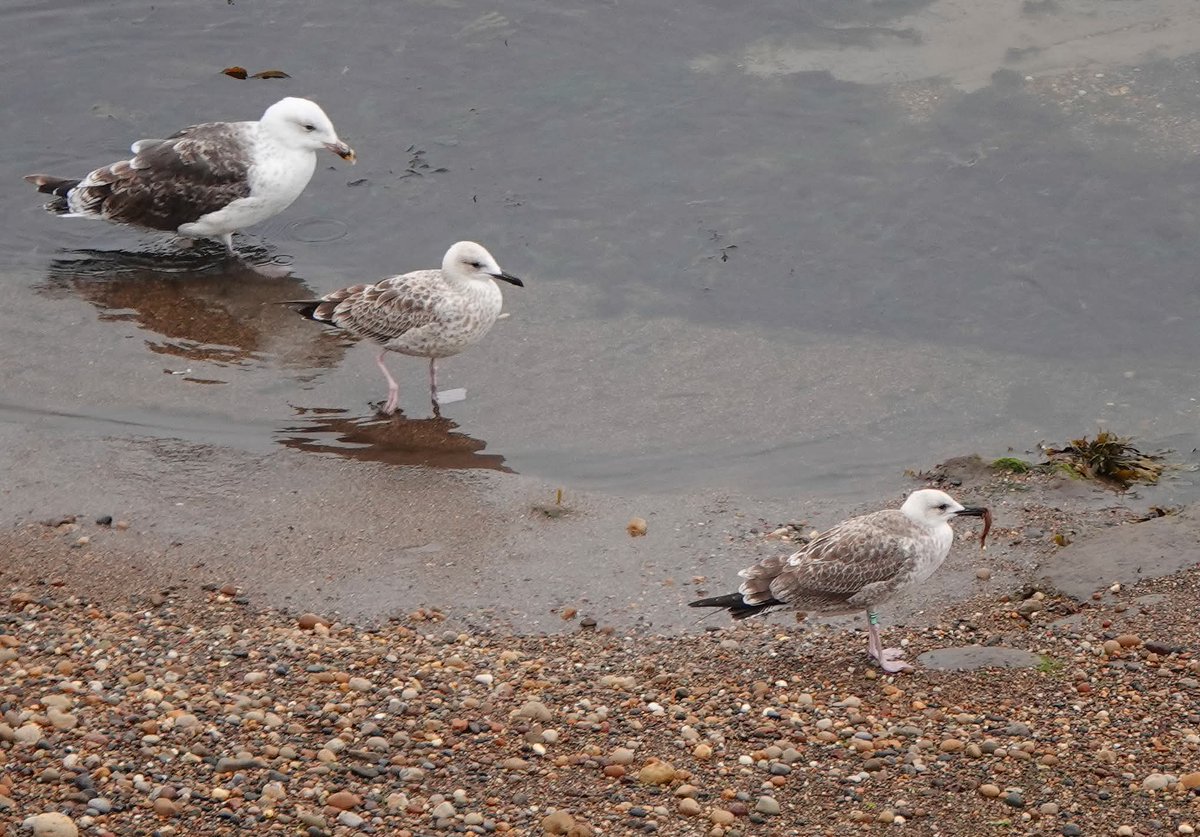 Long Nab Birder🇺🇦 (@addeynick) on Twitter photo Two juvenile Caspian Gulls at Cromer Point this afternoon
#Scarborough
<a href="/nybirdnews/">NorthYorksBirdNews</a>
<a href="/BirdGuides/">BirdGuides</a> Two juvenile Caspian Gulls at Cromer Point this afternoon
#Scarborough
<a href="/nybirdnews/">NorthYorksBirdNews</a>
<a href="/BirdGuides/">BirdGuides</a>