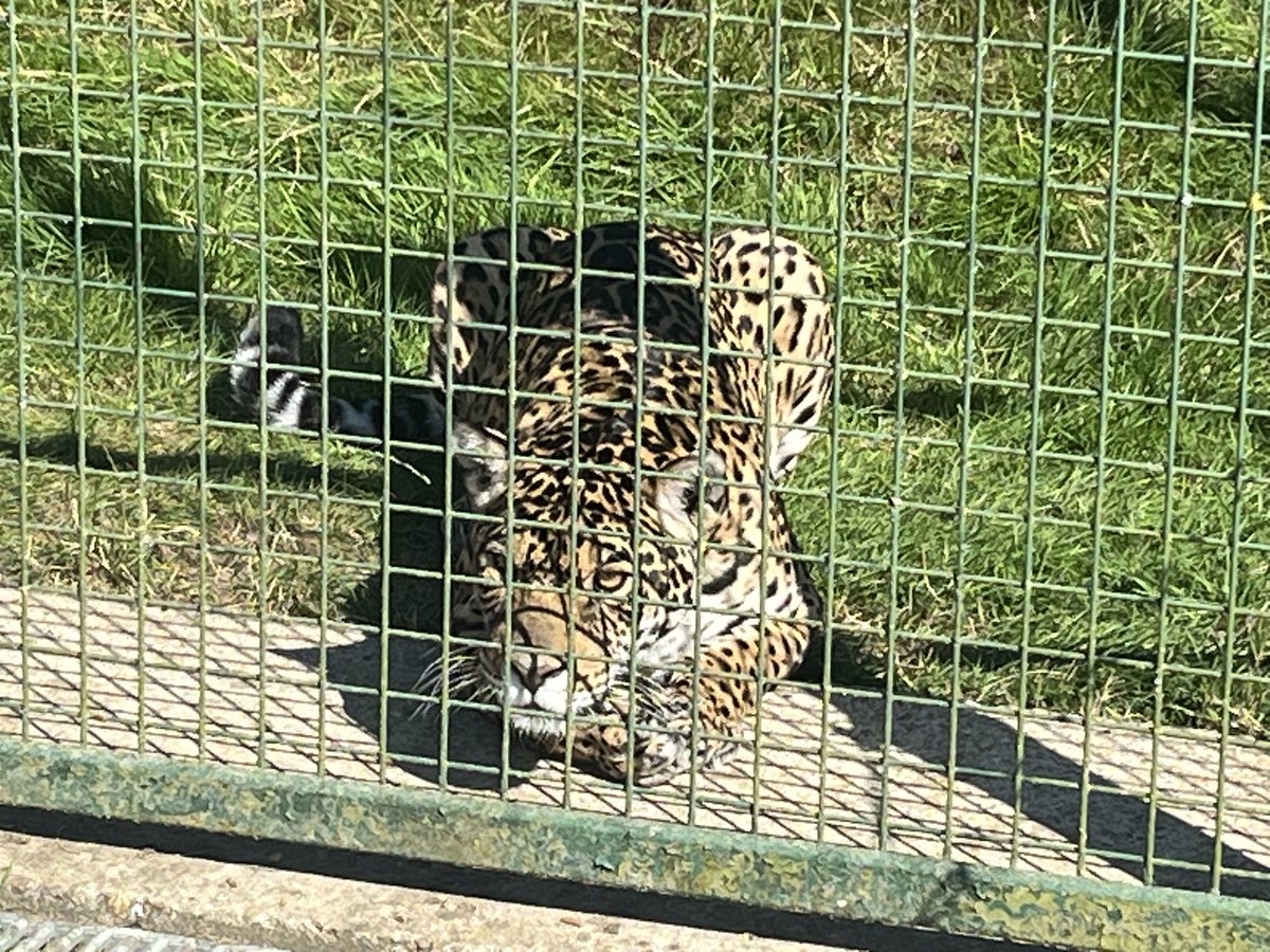 Natalie Brooks BSc(Hons) RVN (@natcbrooks) on Twitter photo Back at my favourite place for their Adoption Day! 🐯🧡🦁🐾
#bigcatsanctuary #bcs #ilovebcs #thebigcatsanctuary #lovebigcats❤️ #amazing #fabdayout❤️💖💗 <a href="/TheBigCatSanct/">The Big Cat Sanctuary</a> Back at my favourite place for their Adoption Day! 🐯🧡🦁🐾
#bigcatsanctuary #bcs #ilovebcs #thebigcatsanctuary #lovebigcats❤️ #amazing #fabdayout❤️💖💗 <a href="/TheBigCatSanct/">The Big Cat Sanctuary</a>