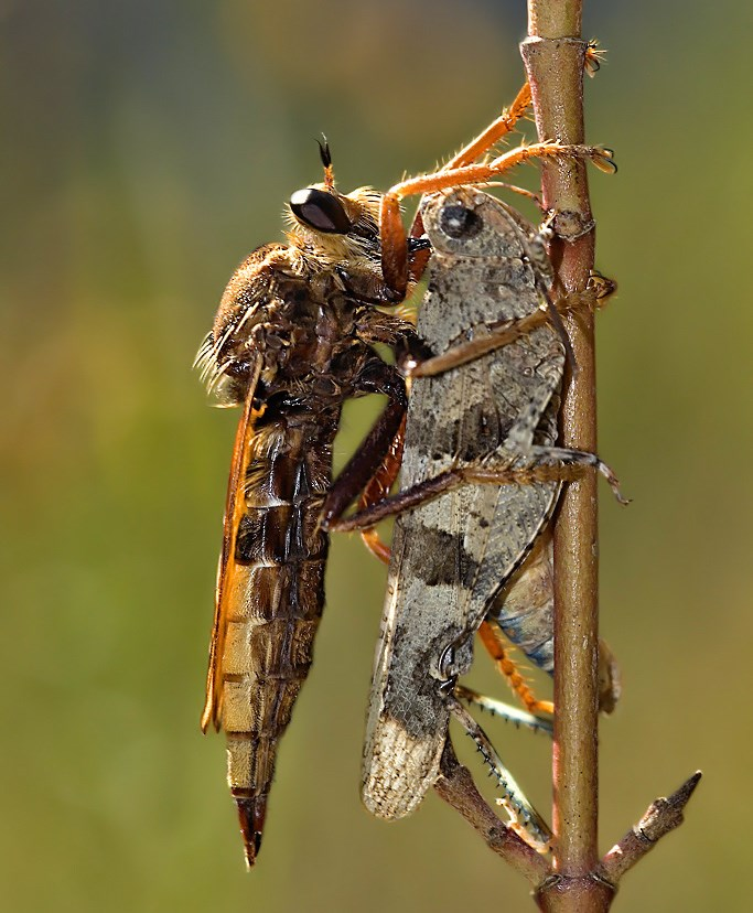EnsedeCiencia's tweet photo. Lo que podemos ver aquí es una mosca asesina absorbiendo los músculos proteolizados de un saltamontes que capturó.

Popularmente conocida como mosca asesina, los Asilidae son auténticos depredadores de otros insectos y, aunque la mayoría de sus presas son aladas, bien pueden depredar casi cualquier insecto, aunque este tenga un tamaño superior (como por ejemplo, en esta imagen).

Su larga probóscide es vital para absorber los órganos licuados de sus presas, las cuales sufren una muerte lenta mientras su interior es licuado por las poderosas enzimas que este inyecta, aún cuando el insecto se encuentra con vida.