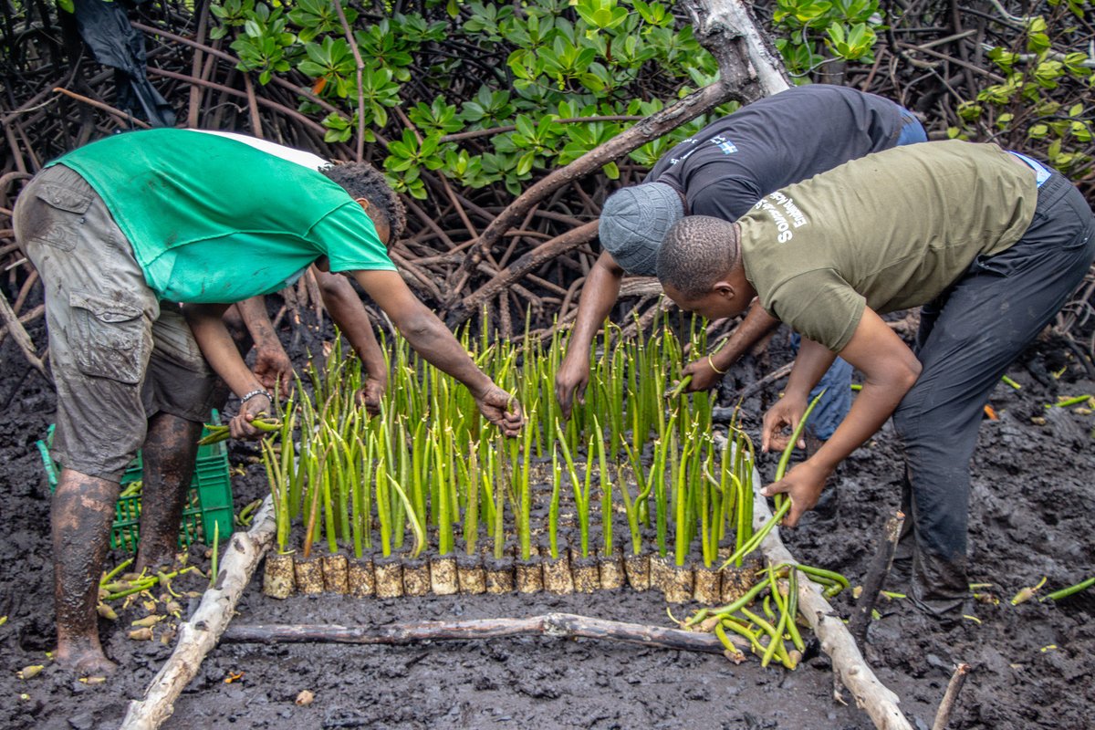 This year’s call to #BeatPlasticPollution is a living reality on Pate Island. 🌱
With hapahapa pots—biodegradable, handwoven alternatives to plastic bags—communities are restoring coastlines, reviving marine life, and sustaining livelihoods. 🌊
🔗 shorturl.at/0DAdC