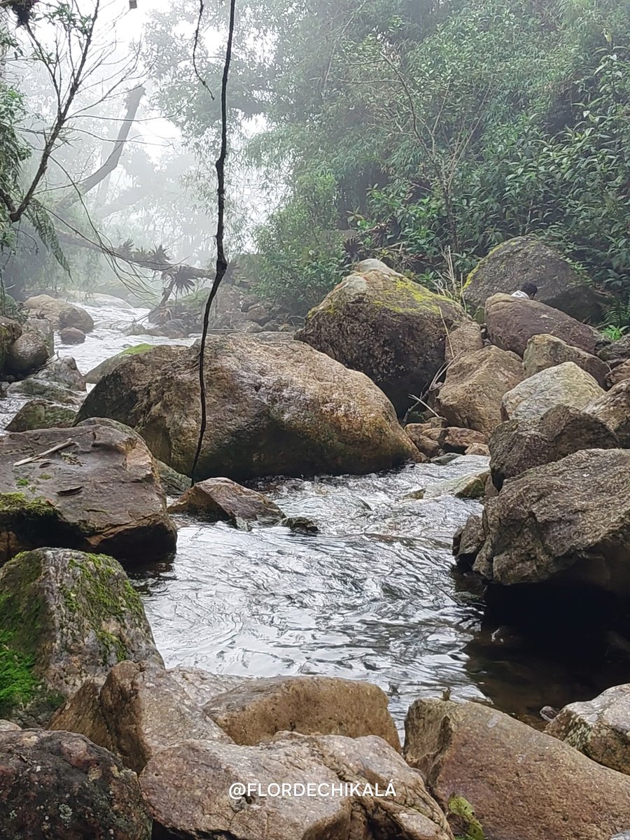 lucylcas's tweet photo. Conexión forestal. https://t.co/lySECRrCiy