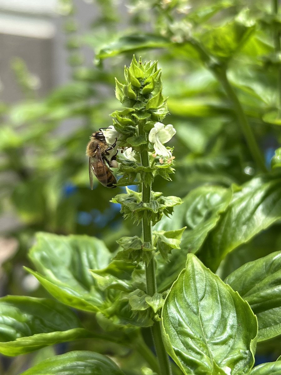 Papachote's tweet photo. Albahaca y abeja #flowerpic https://t.co/3qRtHAvM2Y