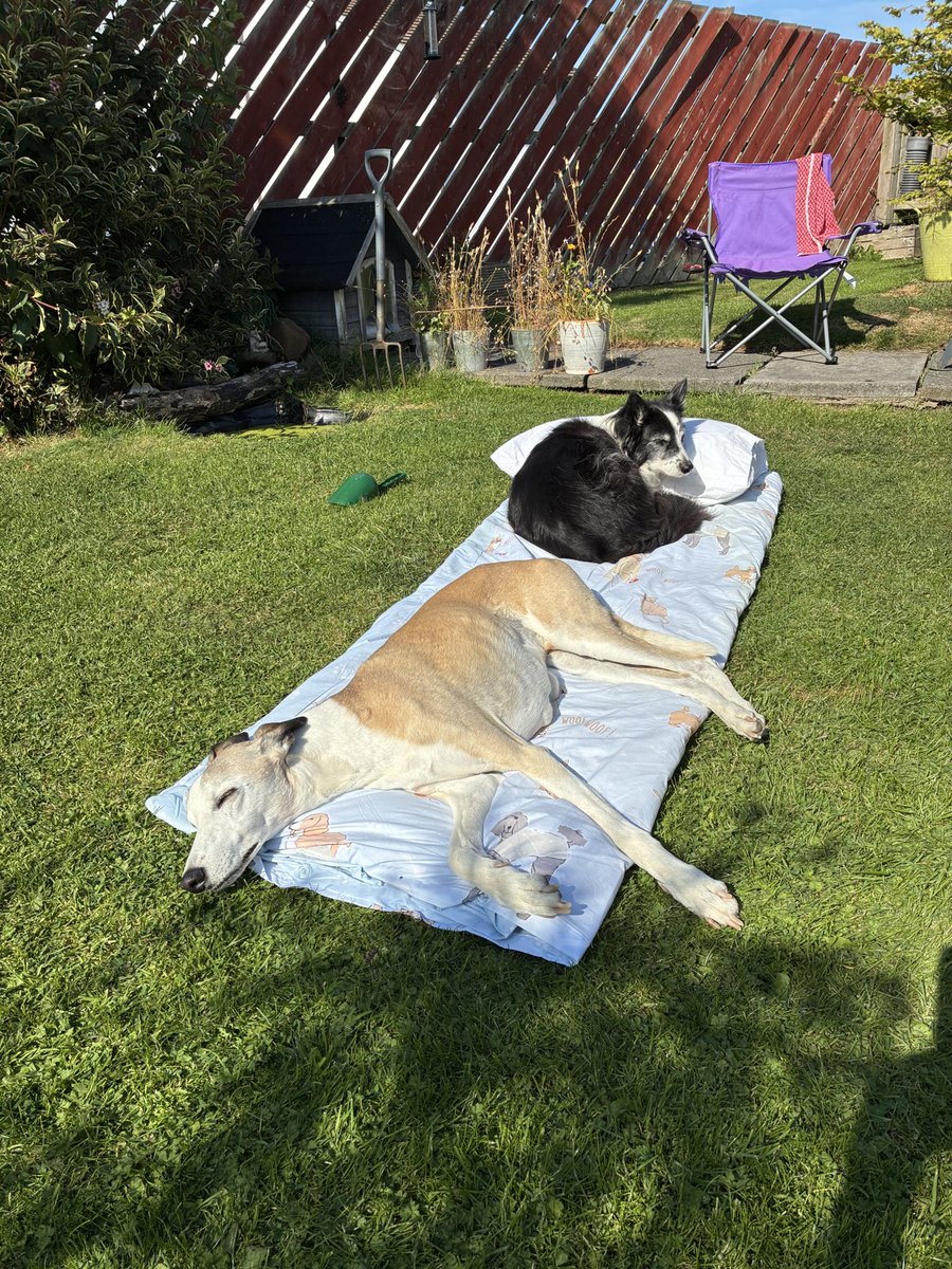 Warning to folks not to leave sun trap unattended in warm weather, these two were lying in a cool room when I nipped out to the shop 😊.. <a href="/CollieDugs/">Borders Collies 🐶🐶🐶🐶</a> <a href="/dog_rates/">WeRateDogs</a> <a href="/DogsTrust/">Dogs Trust 💛🐶</a> <a href="/CoraTheWhippet/">Cora the Whippet 🐕</a> <a href="/GoWhippet/">Whippet</a>