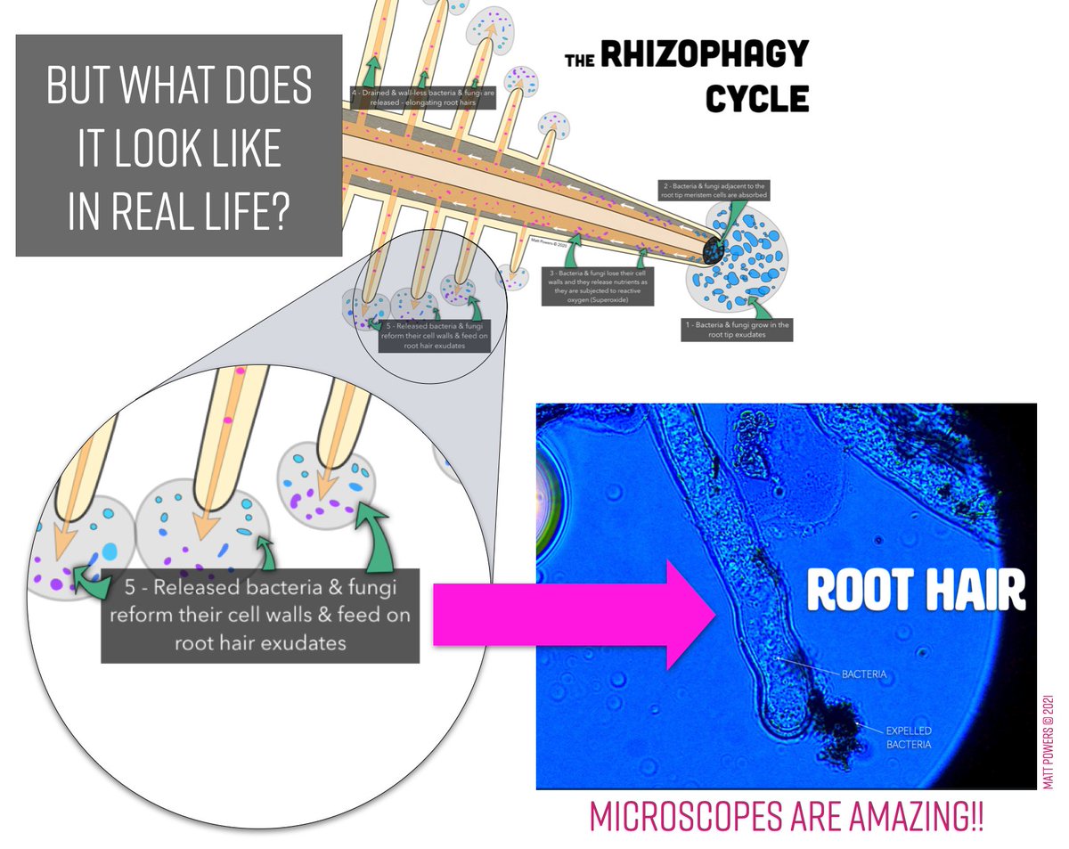 Go from Theory to Practice with a #Microscope!!

See what everyone is talking about in your own #soil, roots, and #compost!! Learn how: regenerativesoilmicroscopy.com
