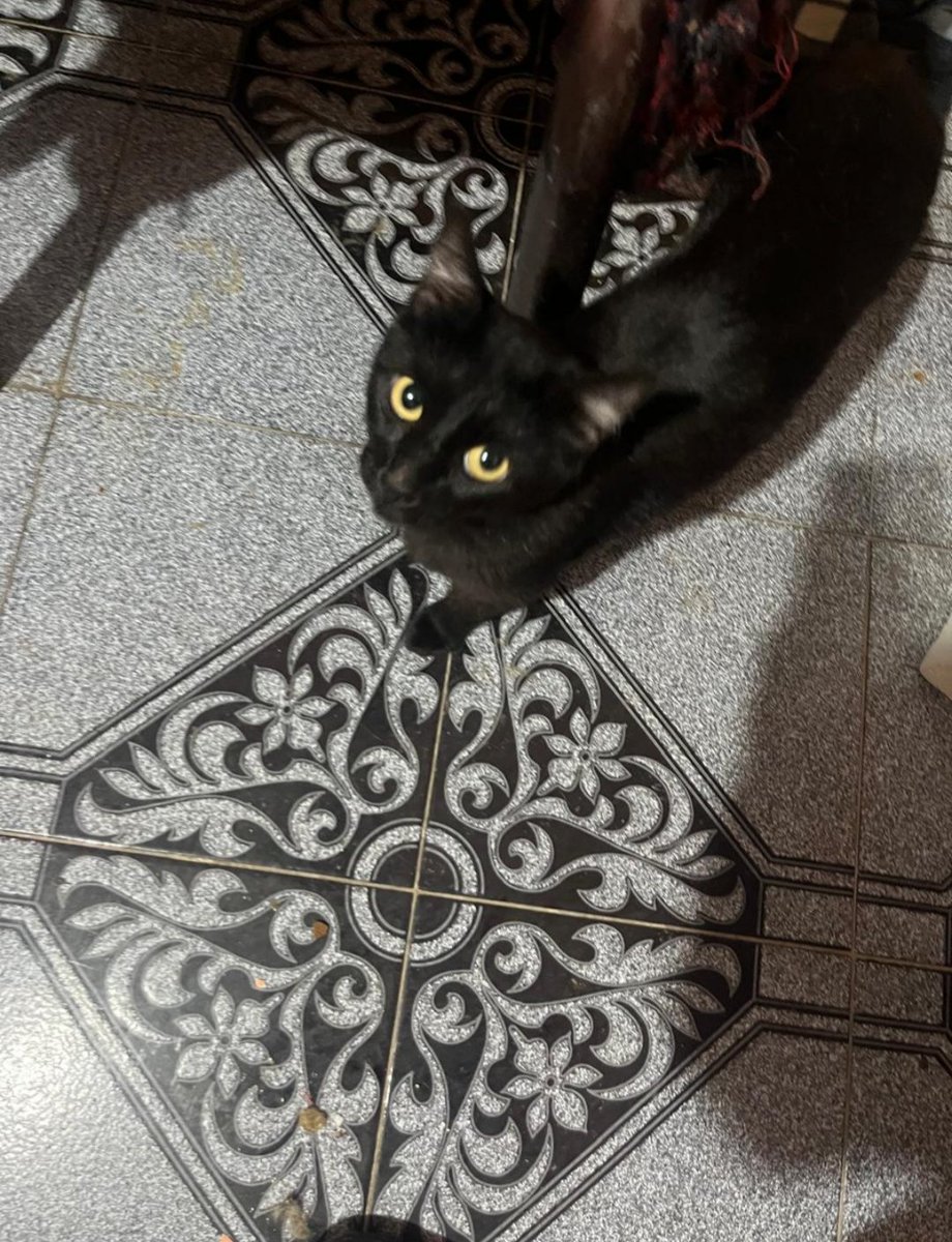 El buen Flow de aproximadamente 2 años , muy Sano y Negativo a Sida &amp; Leucemia Felina se encuentra en busca de 1 humano quien desee brindarle una Segunda oportunidad de vida para ser Feliz y muy amado Si deseas conocerle Escríbeme 👇 
CDMX 🐾