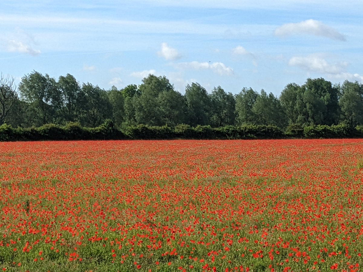 chisel2211's tweet image. I took the first photo of the poppyfield in Bramford about 4 years ago...next photo is the same place, but are fields no longer.
Nothing stays the same.... #Suffolk