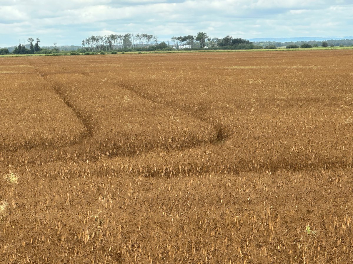 Diquat Tips for Successful Desiccation. Diquat is a Group 22 herbicide does not kill the plant, it  dries it out. Water Volume, Surfactant, Water Quality, Coverage at the Base of the Plant, Application Timing can influence success. manitobapulse.ca/2025/08/diquat…