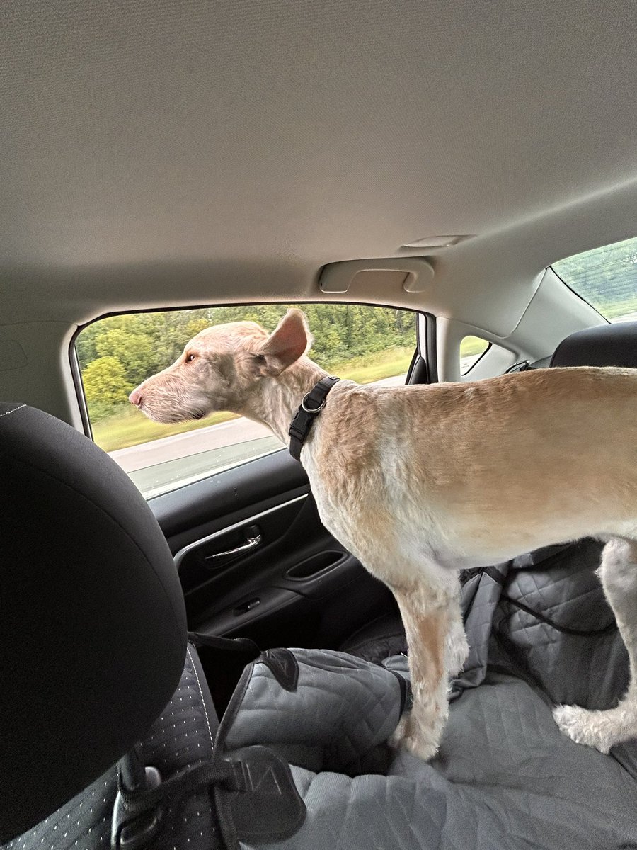 Hays bound with the kid #catsby90 #Ireland <a href="/maxjwer/">Max Werner</a>