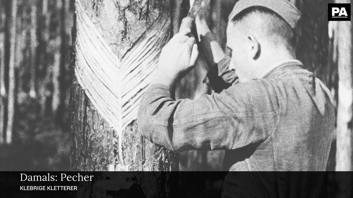 🌲 Harz – das Gold des Waldes: Seit Jahrtausenden genutzt, heute noch gefragt in Farben, Lacken &amp; Klebern.
Die traditionelle Gewinnung gehört sogar zum immateriellen Kulturerbe.
🔍 Mehr dazu: praevention-aktuell.de/pecher/