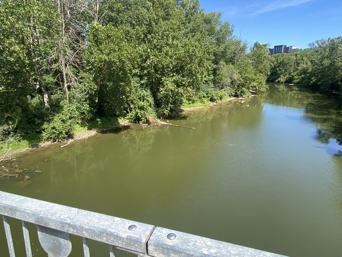 It's always nice to see wildlife on campus - looking north from the University Drive Bridge, along the Thames River, in London, Ontario.

#WesternU