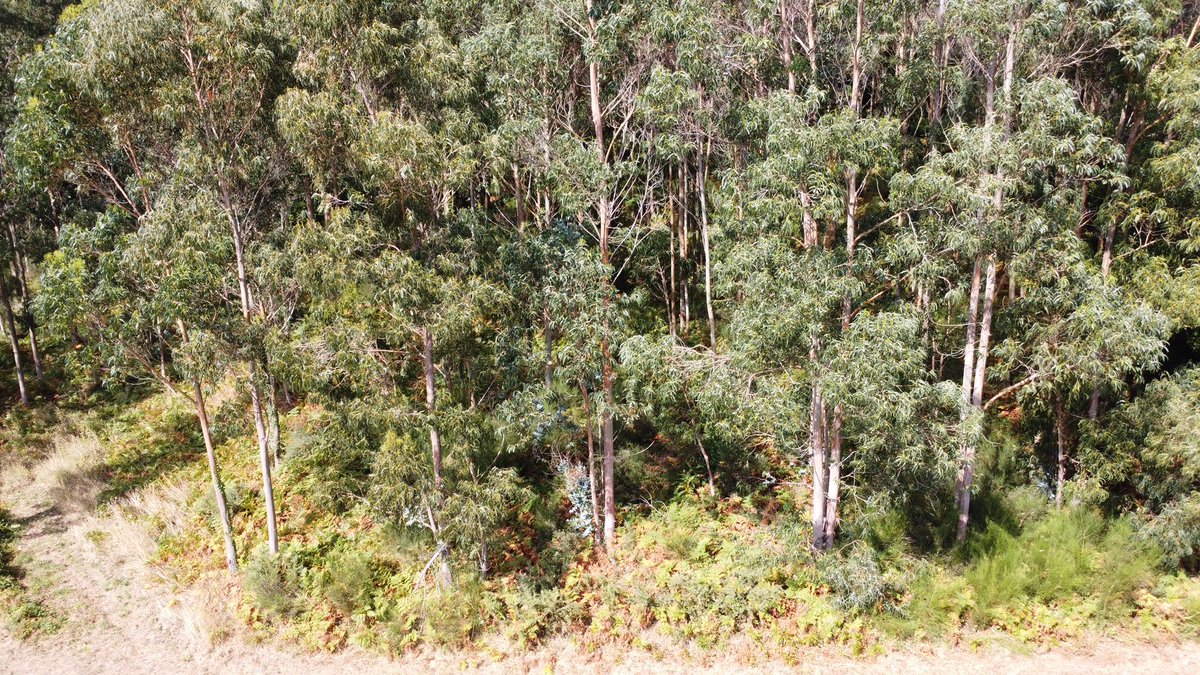 Dos fotos de aqui mismo, muy cerca una de otra:

Foto 1: bosque gallego de pino, clareado y limpio. Cero riesgo.

Foto 2: explotación de eucalipto sin control. Pura gasolina 💣 

Es más barato prevenir que apagar, algunos deben ponerse las pilas…. 

#incendiosgalicia 🔥