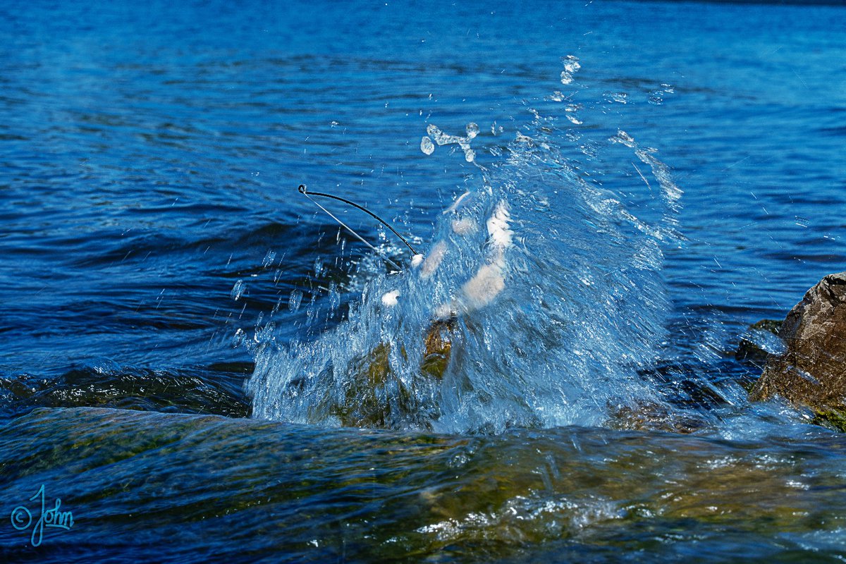 Op de woelige baren, bij storm en bij wind...
🎶🎵🎶🎵
#kattenbeeldjesfun