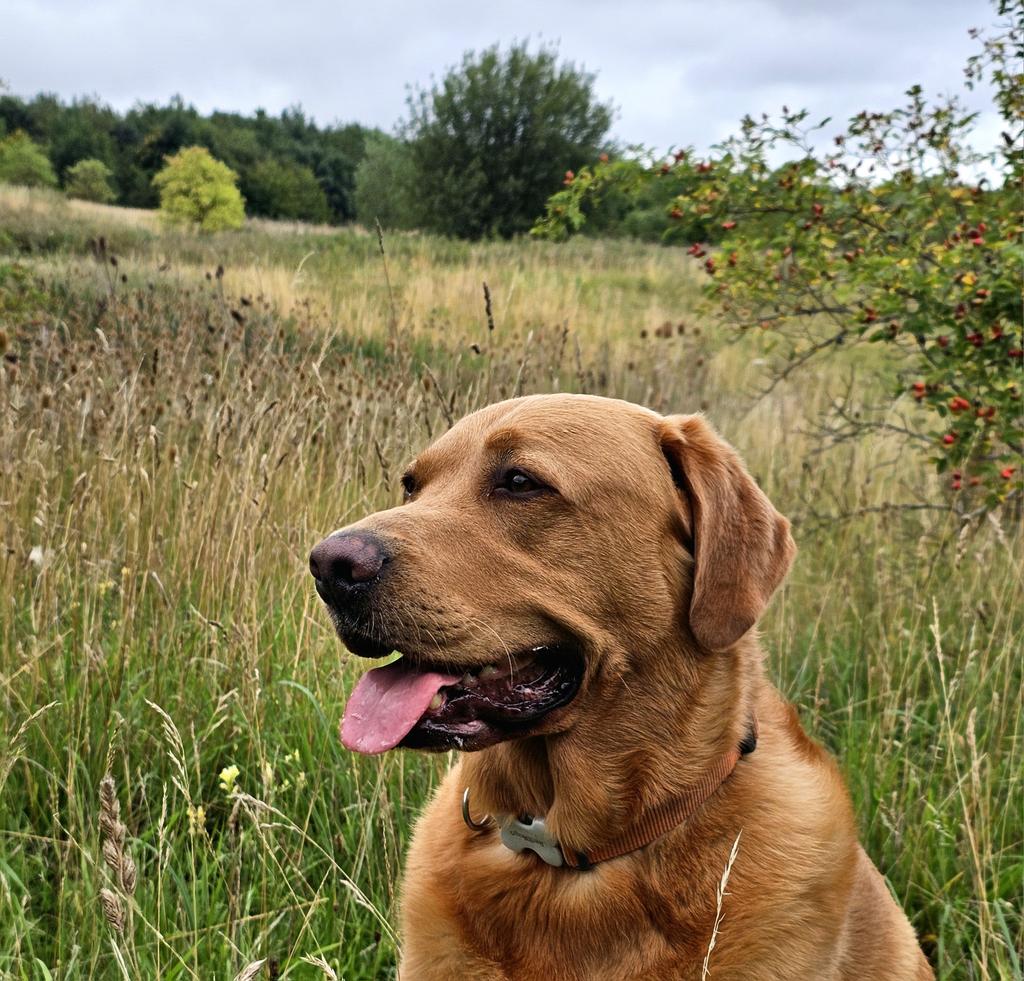 Teatime mooch 🥰 #Baileydaily