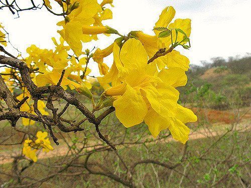 La hermoso que sería Guayaquil si se hubiese conservado su flora nativa, más que todo los arbustos y árboles de flores amarillas

Tecoma stans (Tecoma) 
Cochlospermum vitifolium (Bototillo) 
Handroanthus chrysanthus (Guayacán)