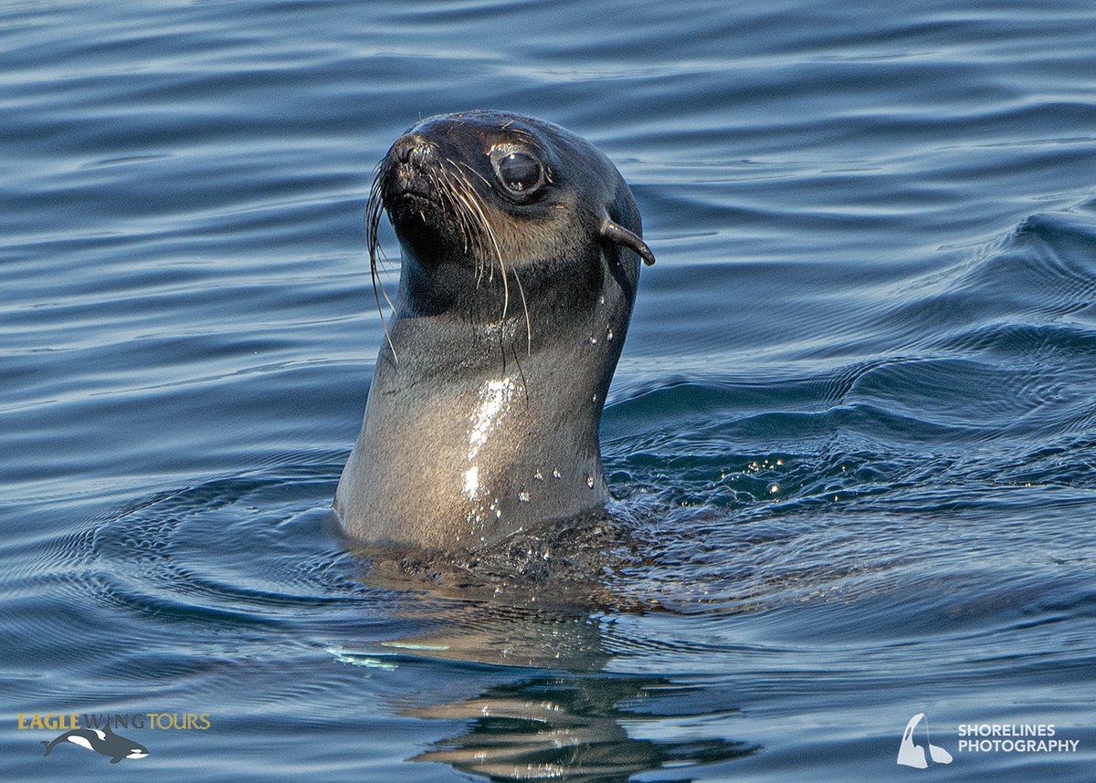 Pacific Whale Watch Association π³ (@thepwwa) on Twitter photo Here's something we don't see everyday - a northern fur seal! Northern fur seals are known for their dense coats, large eyes, short snouts, and long whiskers. They spend more than 300 days at sea each year, and sightings in the Salish Sea are rare.
π·: Val Shore, <a href="/eaglewingtours/">Eagle Wing Tours</a> Here's something we don't see everyday - a northern fur seal! Northern fur seals are known for their dense coats, large eyes, short snouts, and long whiskers. They spend more than 300 days at sea each year, and sightings in the Salish Sea are rare.
π·: Val Shore, <a href="/eaglewingtours/">Eagle Wing Tours</a>