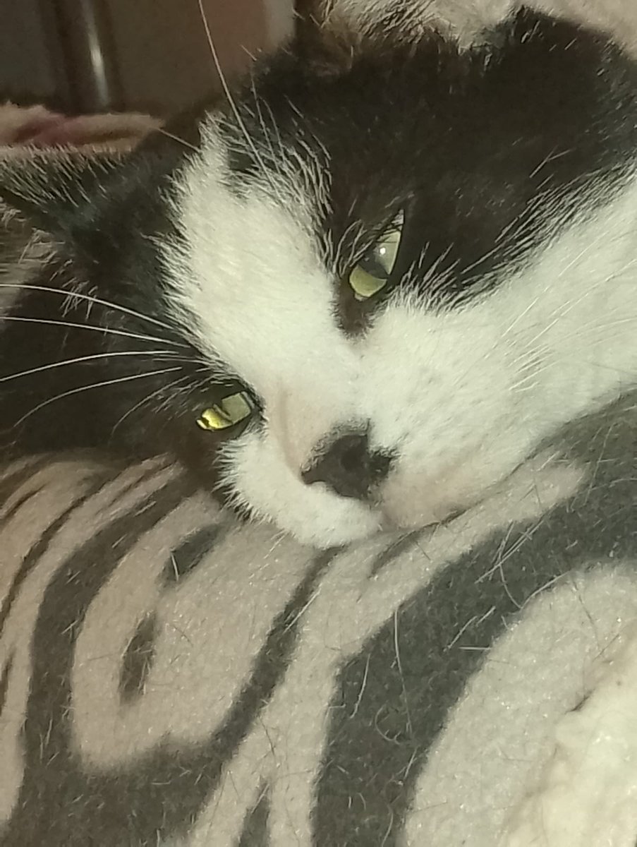 #Hedgewatch Chilling with Daddy &amp; Lilypad watching football 🐾💜