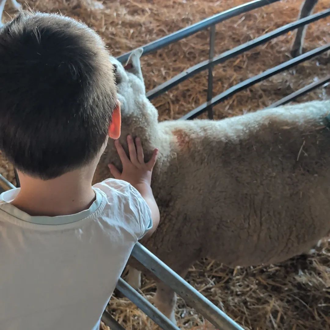 fars_sanctuary's tweet photo. #BigMandySheep has the run of the sanctuary of crs 🐑🏡

But she's a strong, feisty lass so, for safety, she spent #FARSOpenDay in an enclosed area of one of our barns 🤗

Arguably, she attracted even more attention &amp; received even larger quantities of #RichTeaBiscuits 🍪👏🤪! https://t.co/rQbHZ3Rggv