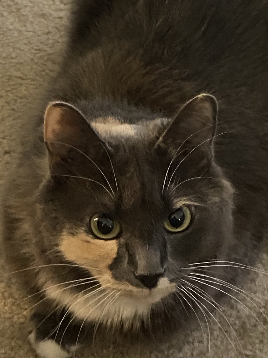 💚😸Howdy Meowdy Monday!!!🌵😽