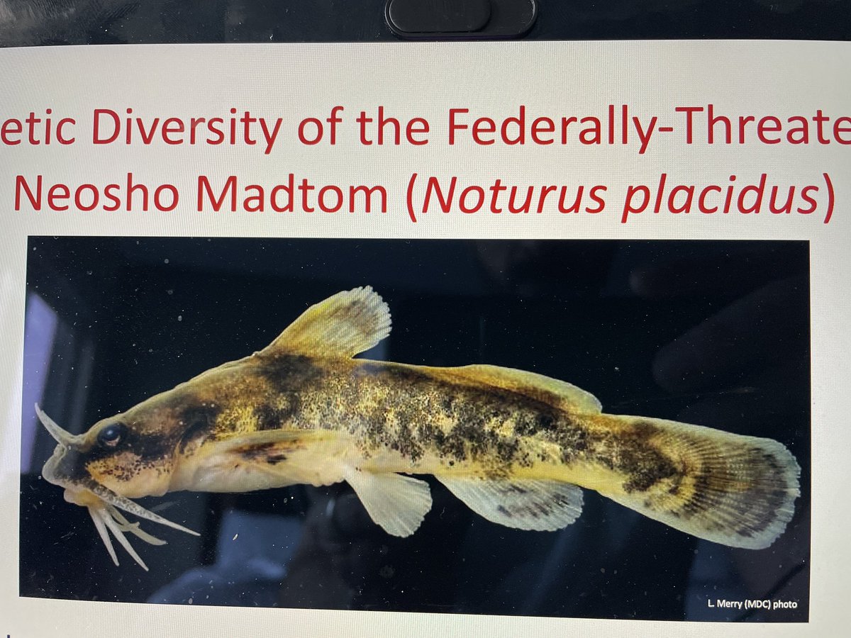 jayhawktiemann's tweet photo. New paper alert on this #MadtomMonday!
Our study examined genetic diversity of federally-threatened Neosho #Madtom throughout #NeoshoRiver basin
Summary: populations fragmented into genetically distinct conservation units because of impoundments
Paper: https://t.co/SxaaGsU0gY https://t.co/N6x6adYo6F