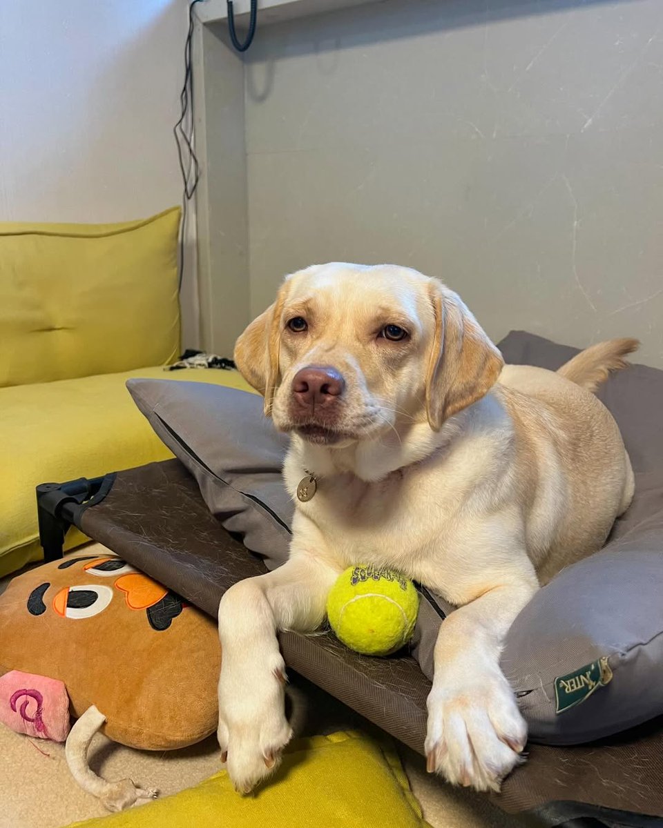 Every dog knows, the key is balancing toys and rest!