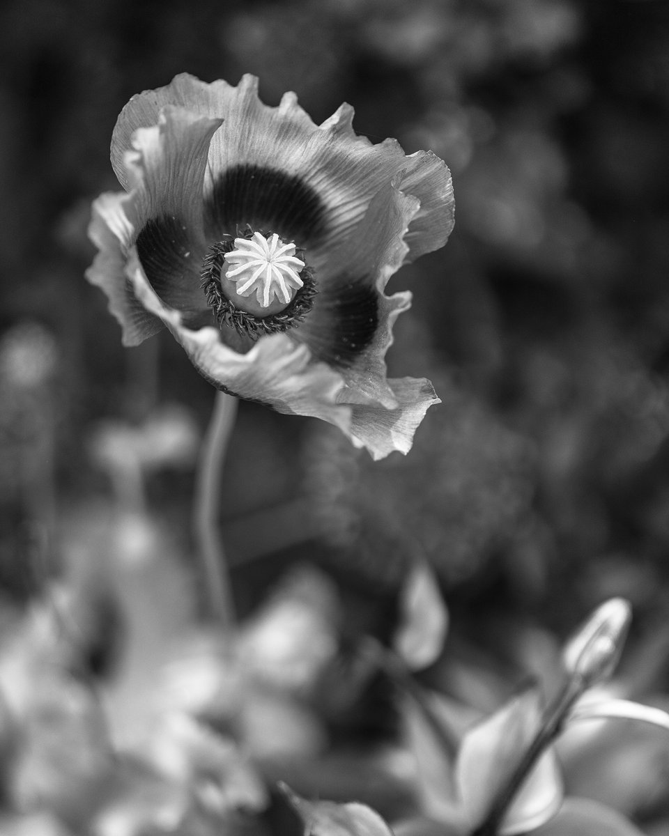 Poppy

#blackandwhitephotography #blackandwhite #Monochrome #photography #garden #poppy