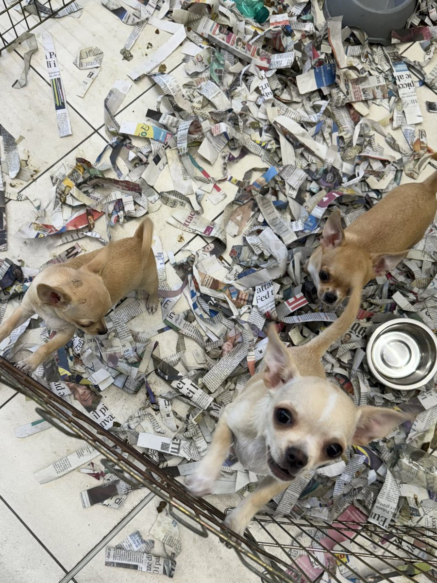 Almost brought home a brother or sister for Linda today ❤️