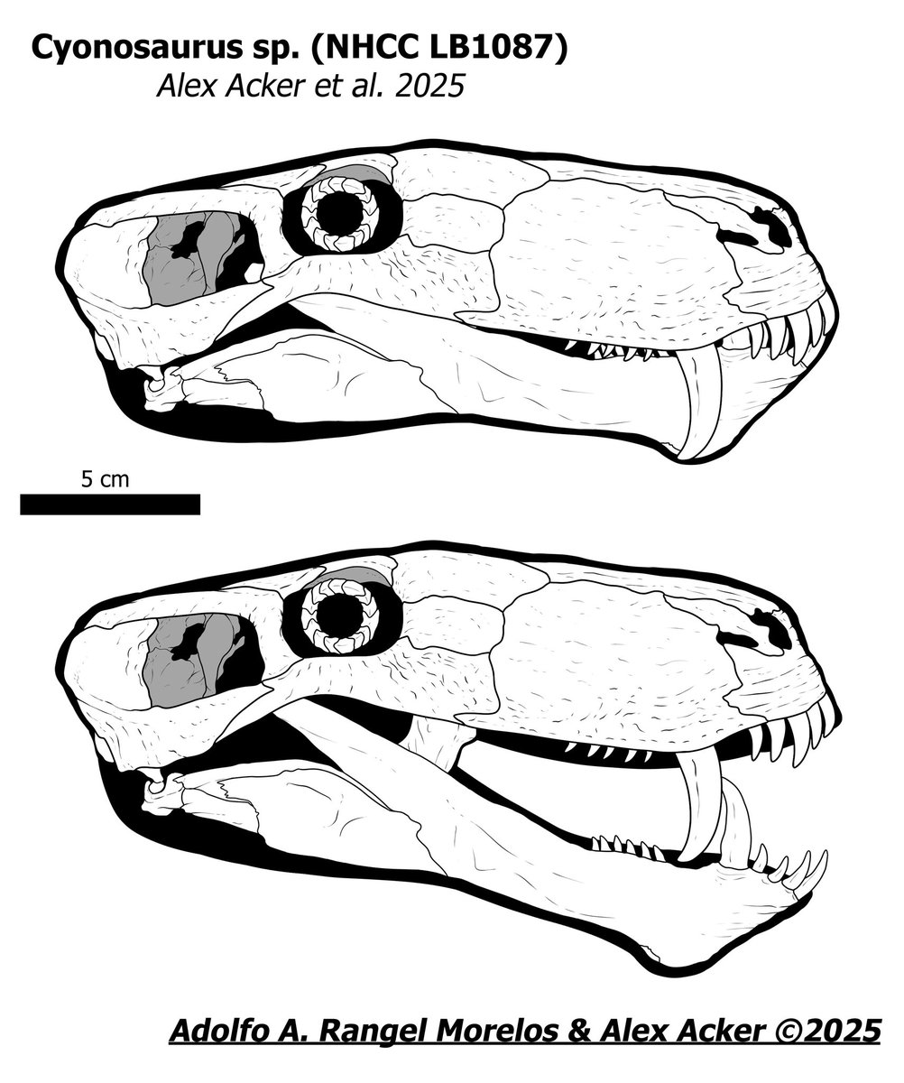 Cyonosaurus sp. skull commission! 

This skull was commissioned from me a while ago, and the article was published last week: tandfonline.com/doi/full/10.10…

Thank you, <a href="/paleoacker/">alex🌊</a>, for your trust.