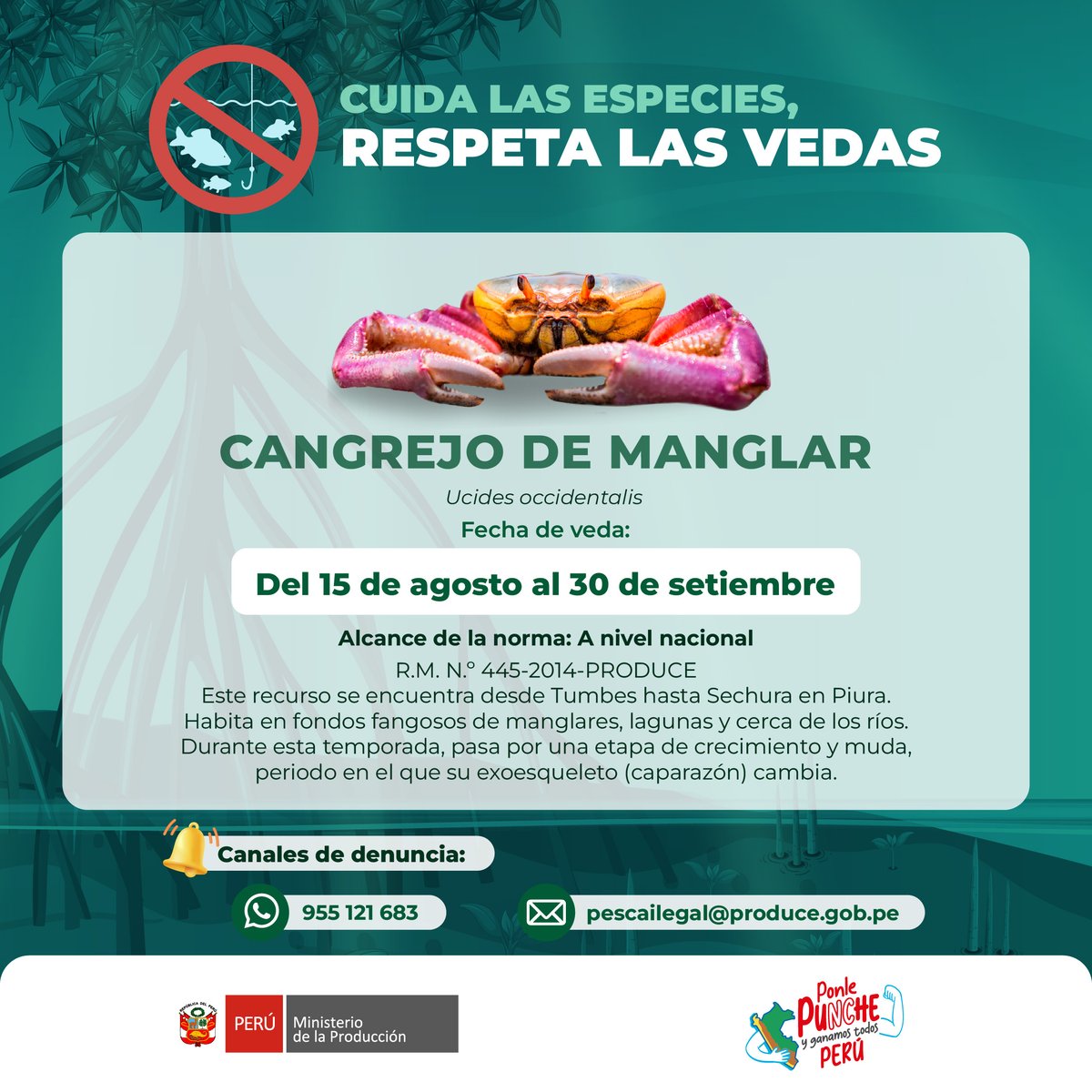🚨🦀 ¡Protejamos al cangrejo de manglar! Del 15 de agosto al 30 de setiembre está en veda. Durante este periodo cambia de exoesqueleto o caparazón para poder crecer. #YoRespetoLaVeda