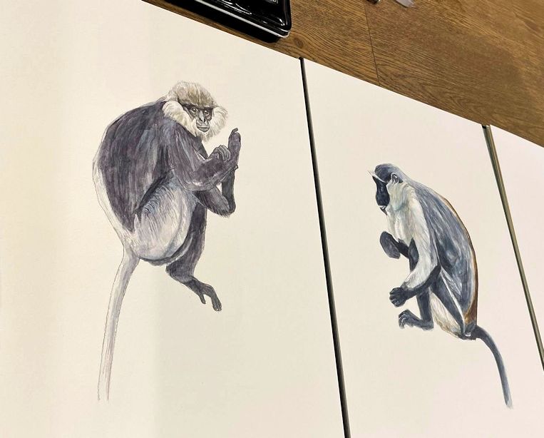 haiiromizunagi's tweet photo. いつもの所ⅠとⅡで #カオムラサキラングール #PurpleFacedLangur #Langur #Semnopithecus #Presbytis #Presbytini #Cercopithecidae を #大人の鉛筆 で水彩紙に下描き #水彩 着色 #ドローイング 昨日の加筆と手直しの後、前作と並べた。その後 #マダラフルマカモメ #CapePetrel #Daption #Fulmar を‥ https://t.co/go1d5NZF8D